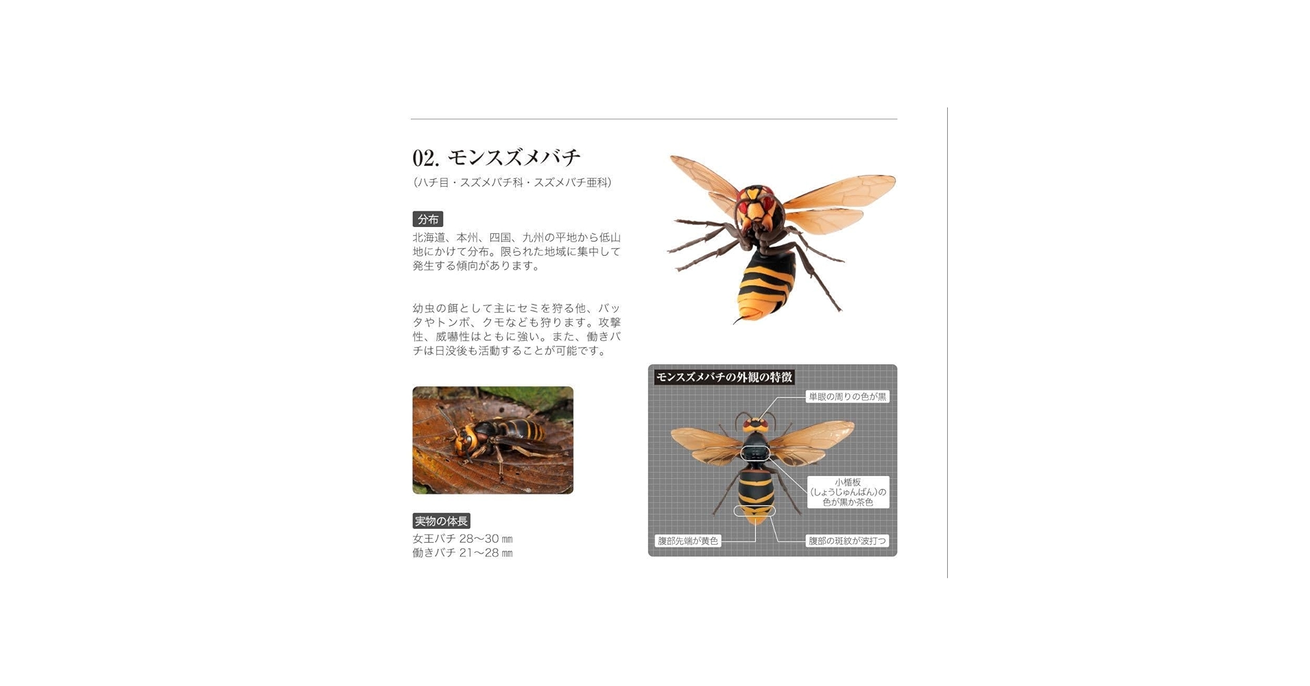 もにまるず スズメバチ monimoni Animals 限定品 レア カプセル monimoni ANIMALS もにまるず® | Qualia